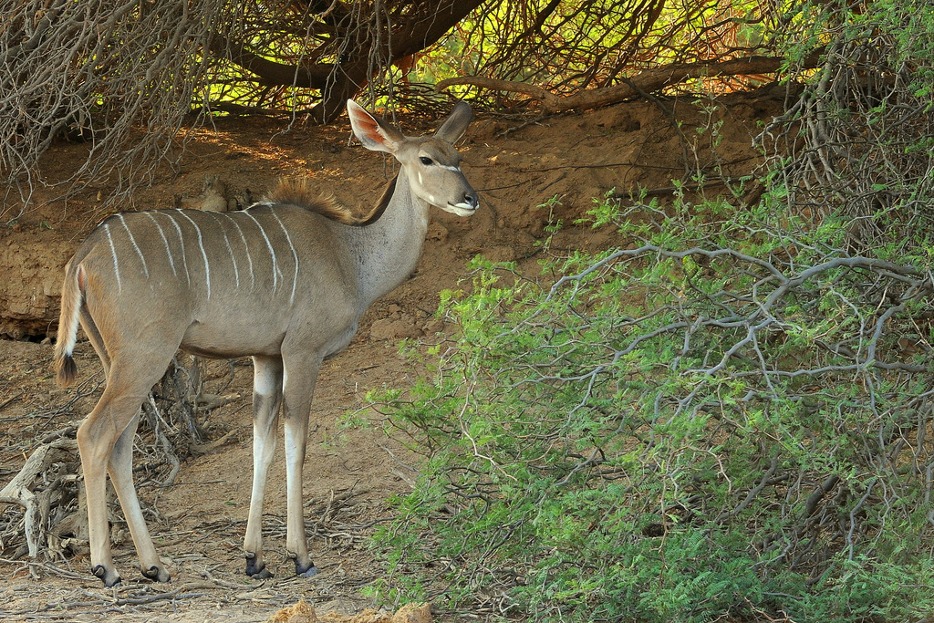 Grand koudou/Greater Kudu (1)