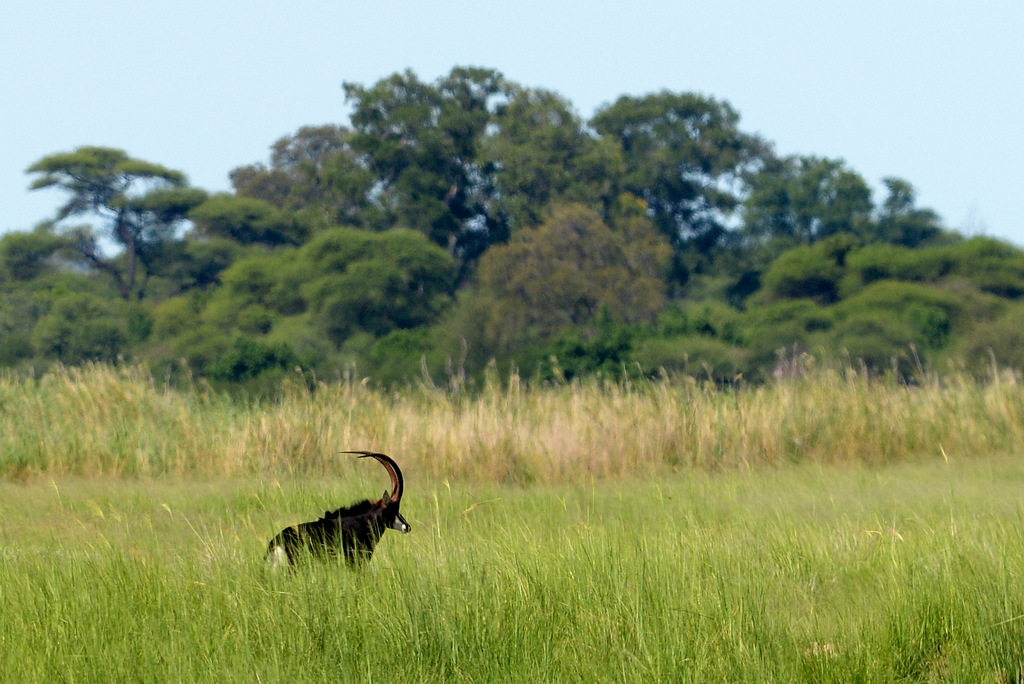 Hippotrague noir/Sable Antelope (1)