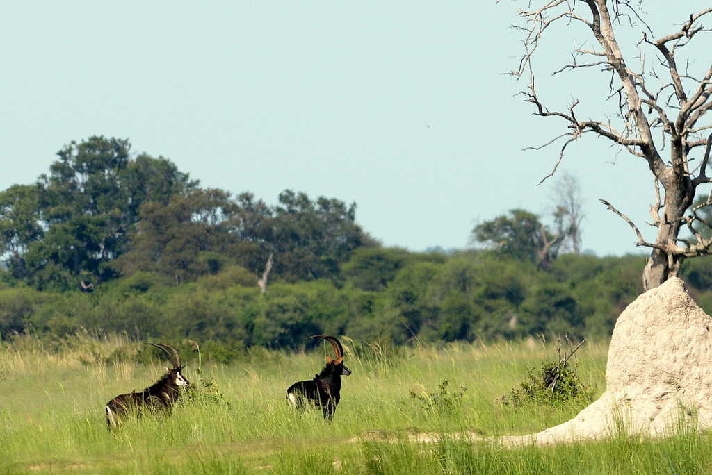 Hippotrague noir/Sable Antelope (2)