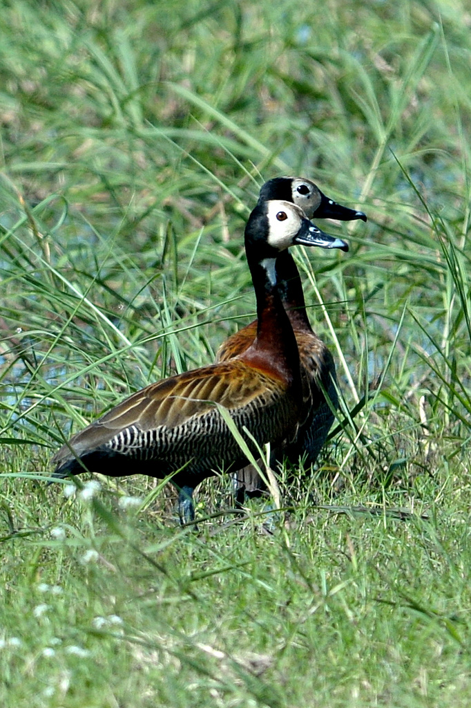 Dendrocygne veuf/White-faced Whistling-Duck (1)