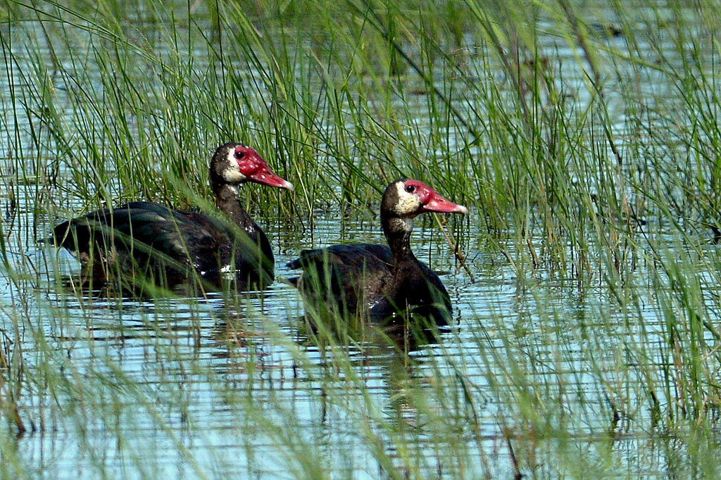 Oie-armée de Gambie/Spur-winged Goose (3)