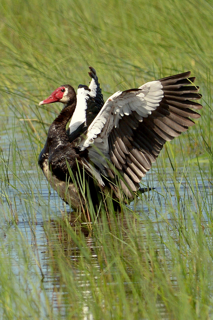 Oie de Gambie/Spur-winged Goose (2)