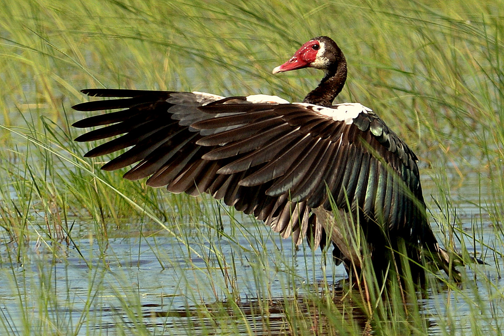 Oie de Gambie/Spur-winged Goose (3)