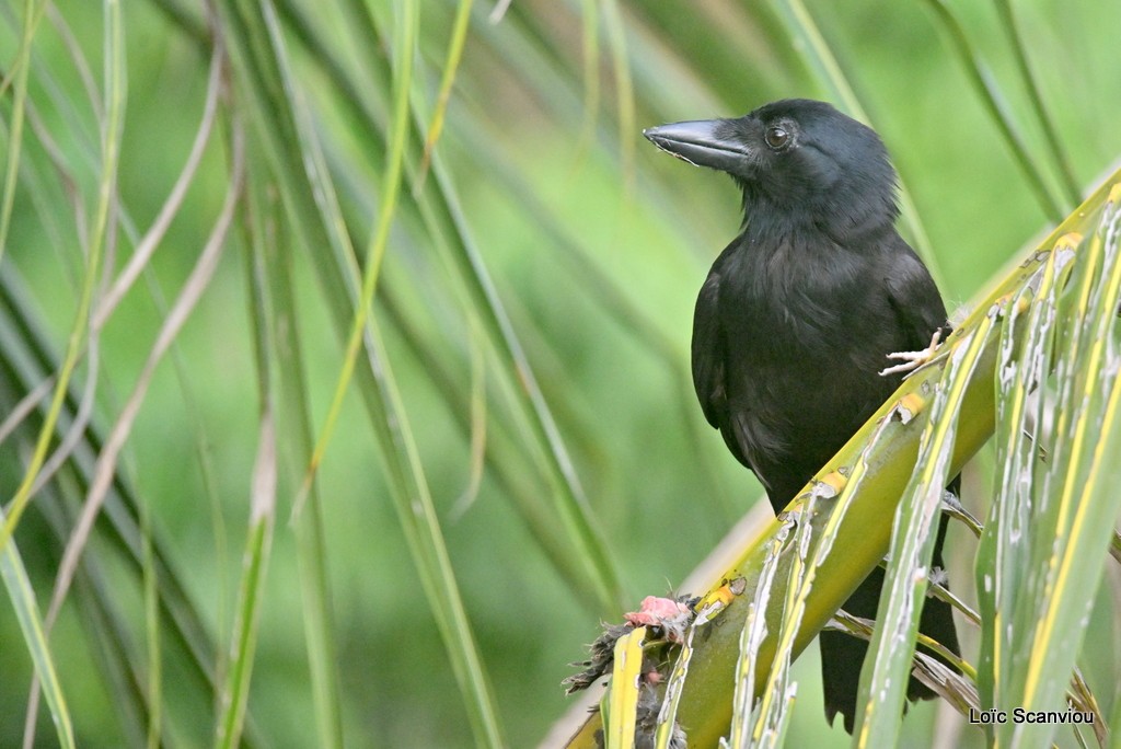 Corbeau calédonien/New Caledonian Crow 