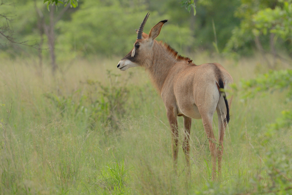 Antilope rouanne/Roan Antelope (1)