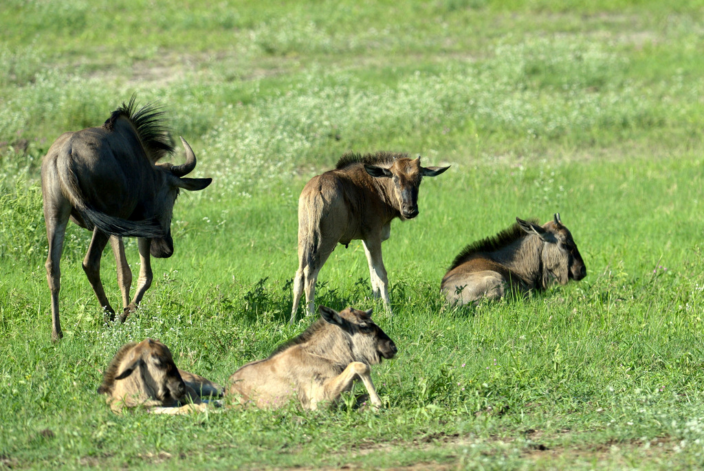 Gnou/Wildebeest (1)