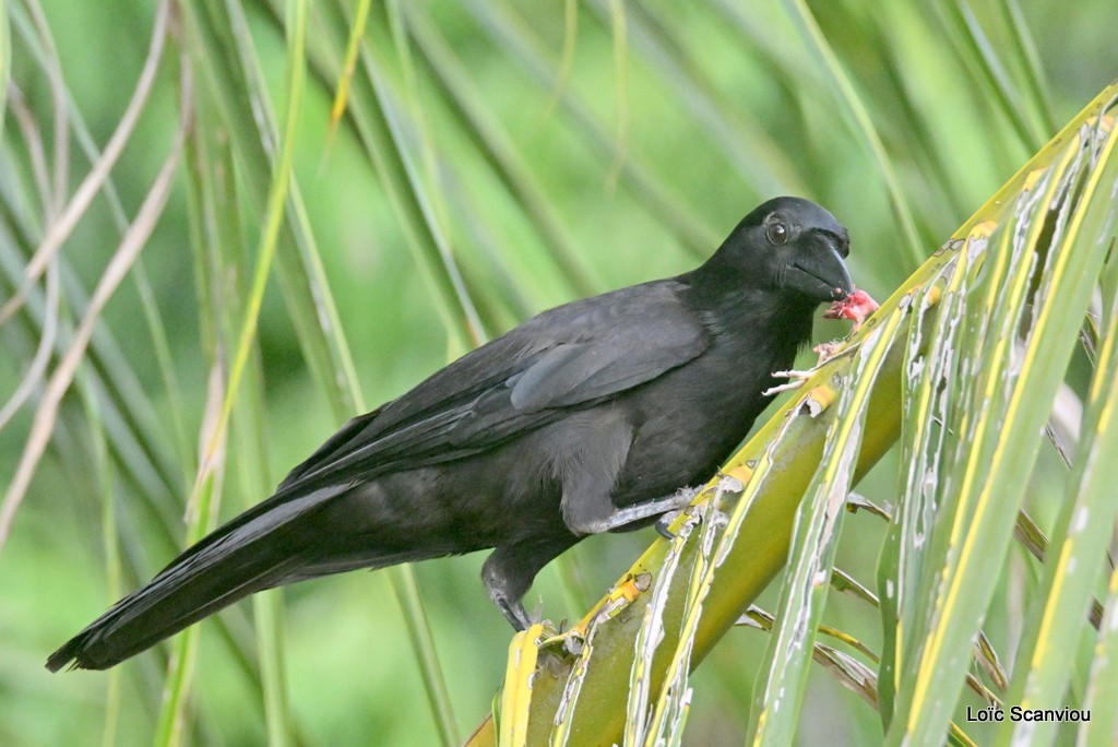 Corbeau calédonien/New Caledonian Crow 