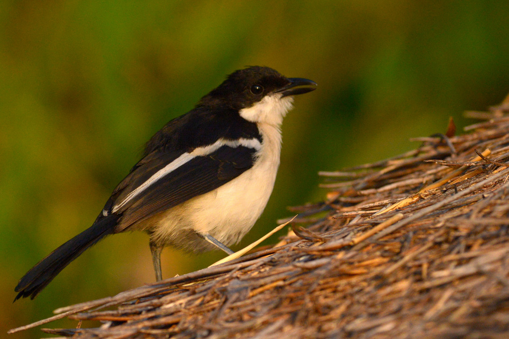 Pie-grièche fiscale/Common Fiscal Shrike (1)