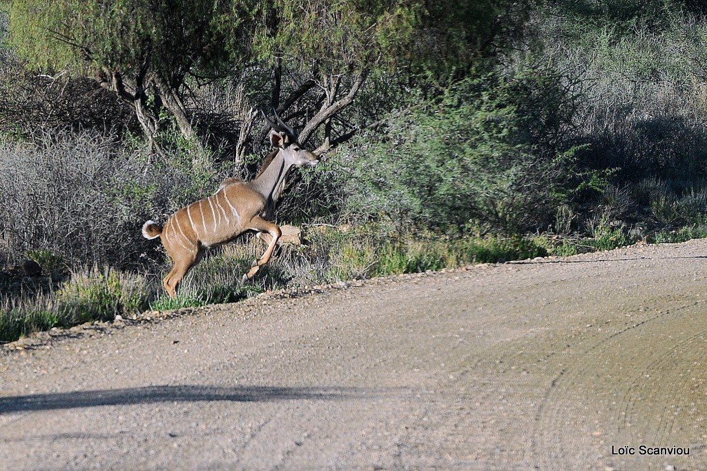 Grand Koudou/Greater Kudu