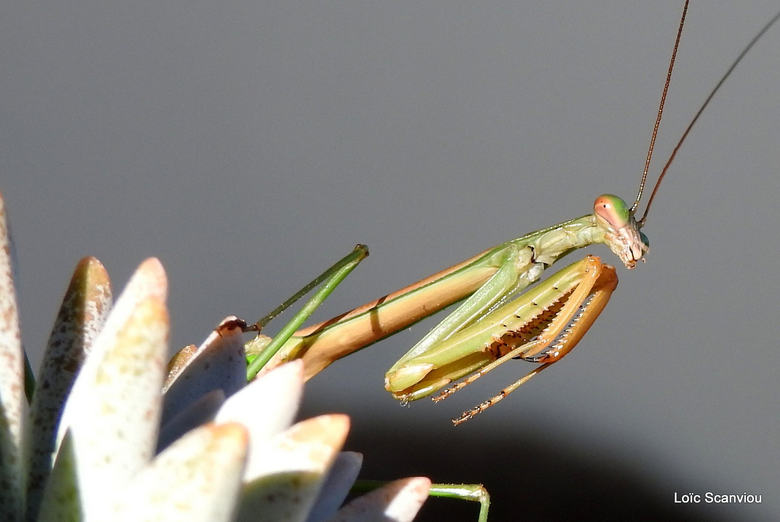 Mante religieuse/Praying Mantis (9)