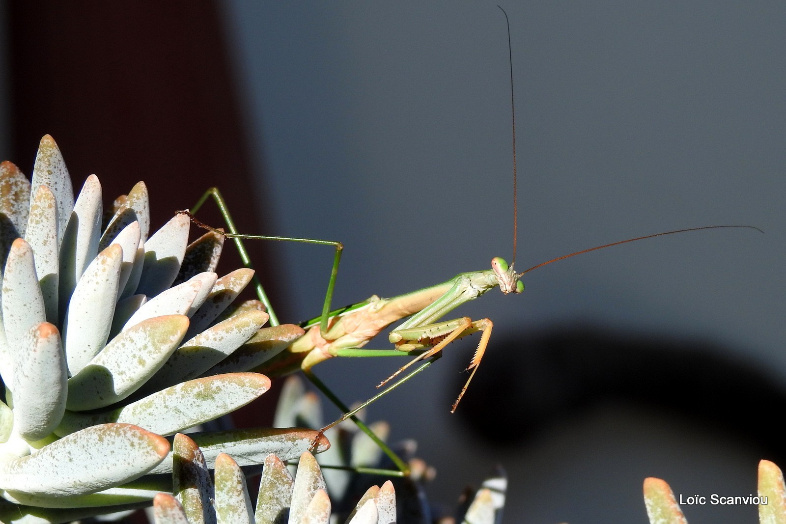 Mante religieuse/Praying Mantis (10)