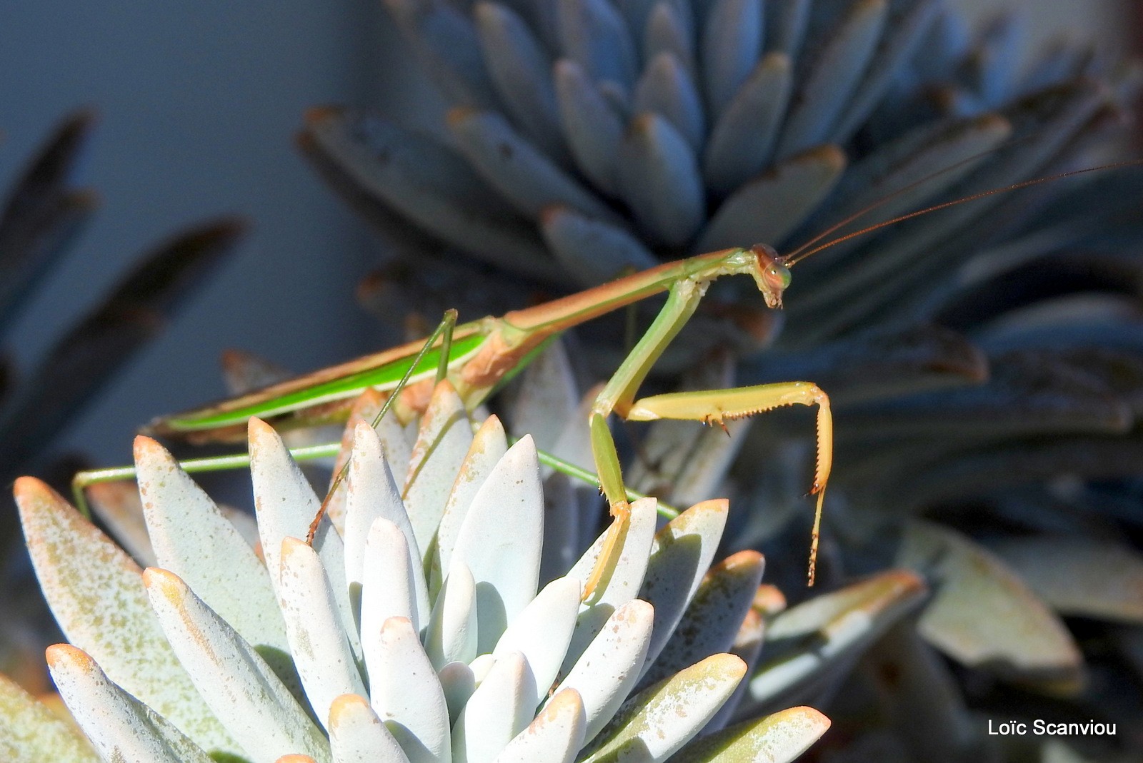 Mante religieuse/Praying Mantis (11)