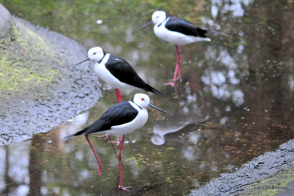 Echasse d Australie/Large black and white Shorebird