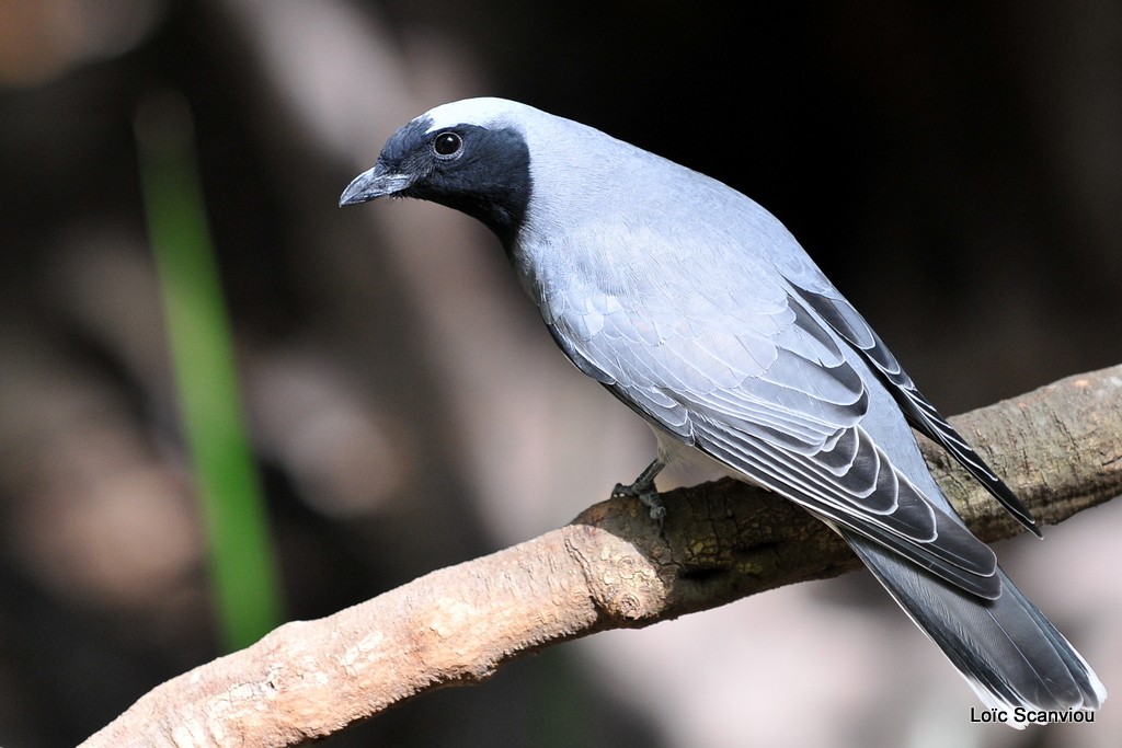 Echenilleur à face noire/ Black-faced Cuckooshrike