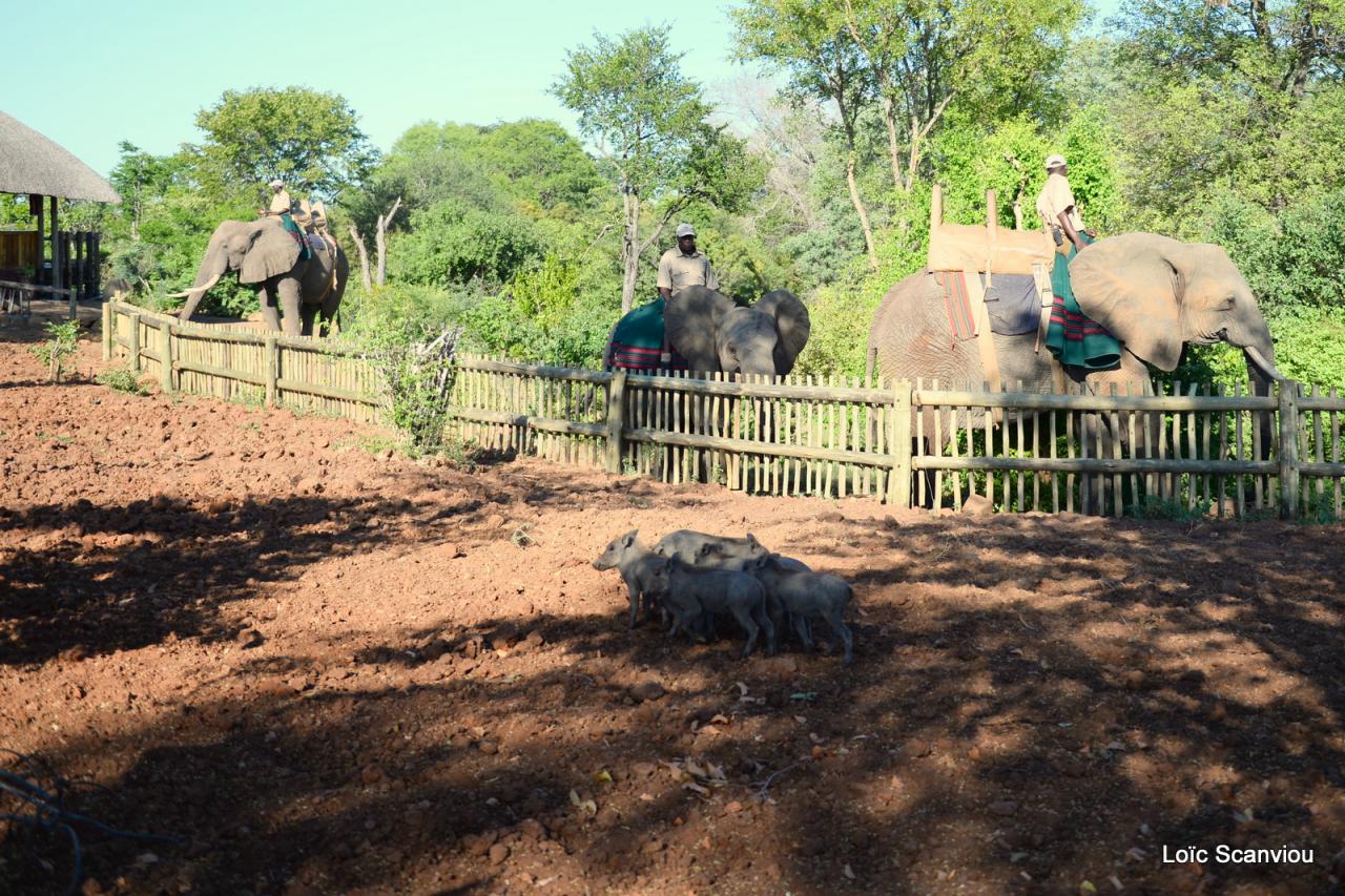 Elephant back safari (10)