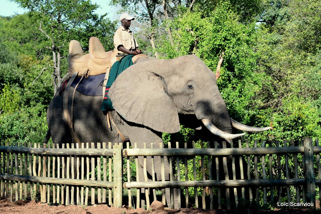 Elephant back safari (11)