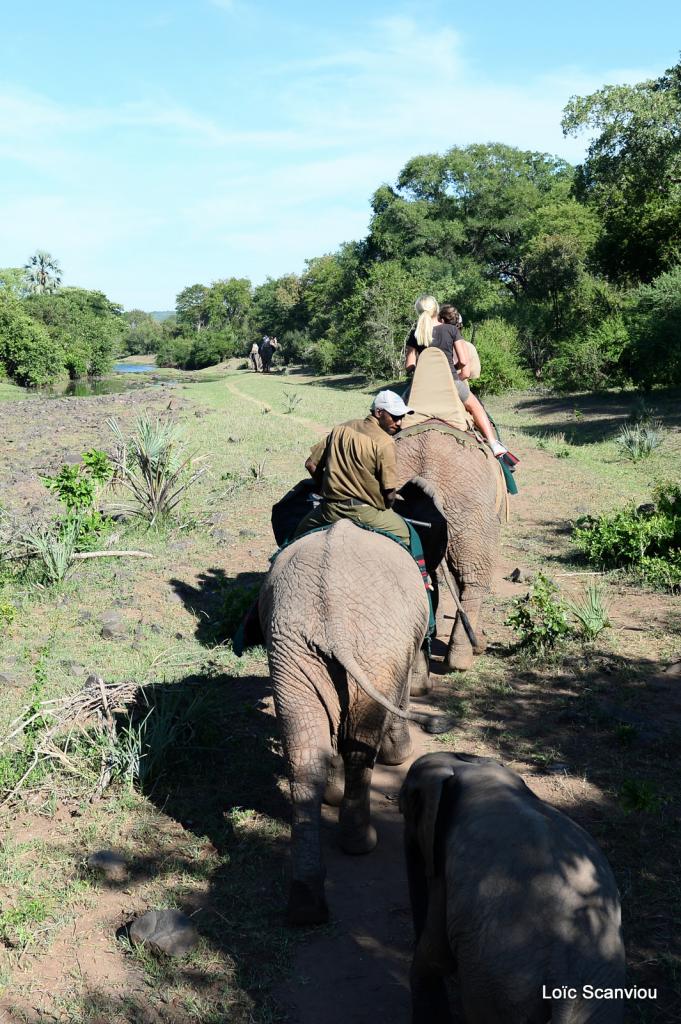 Elephant back safari (12)