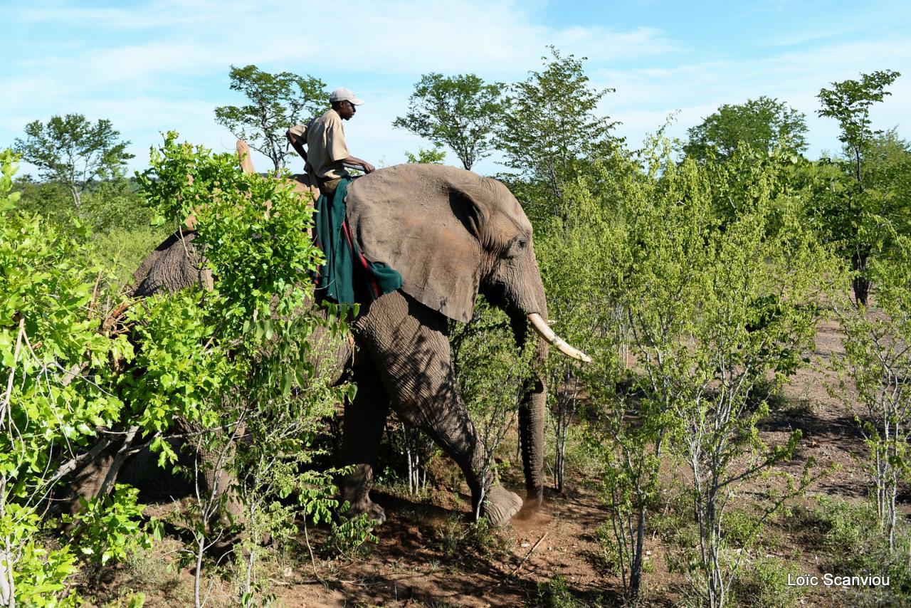 Elephant back safari (14)