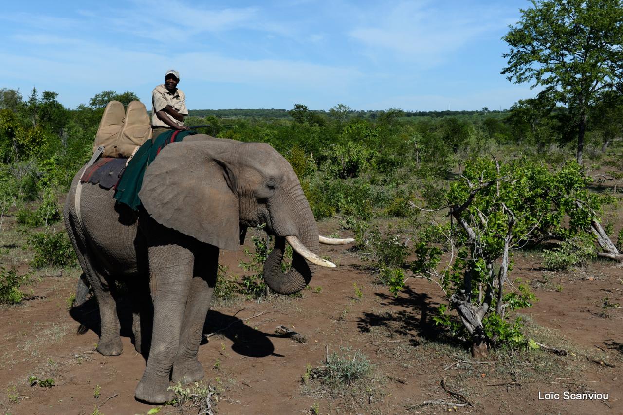 Elephant back safari (15)