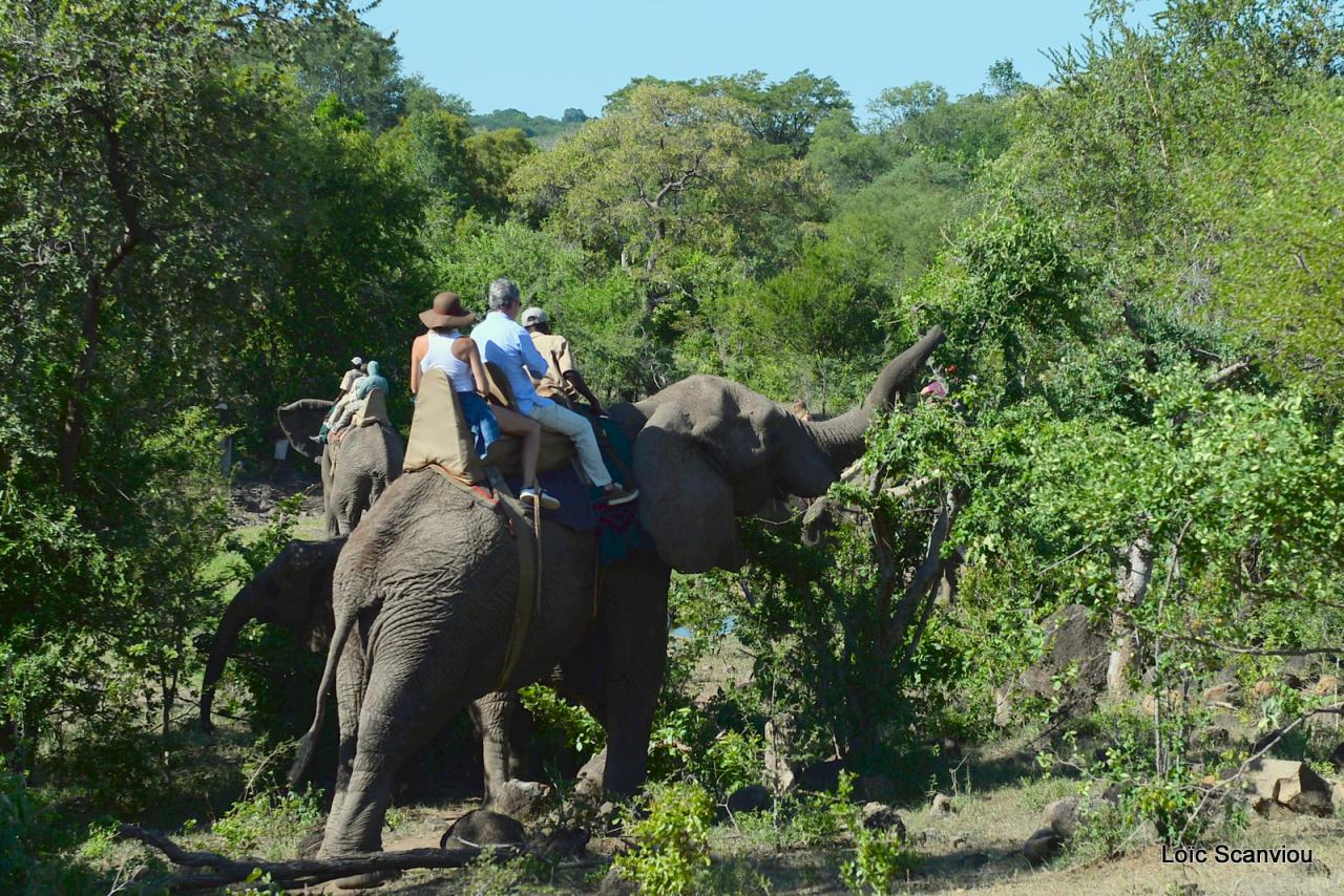 Elephant back safari (16)