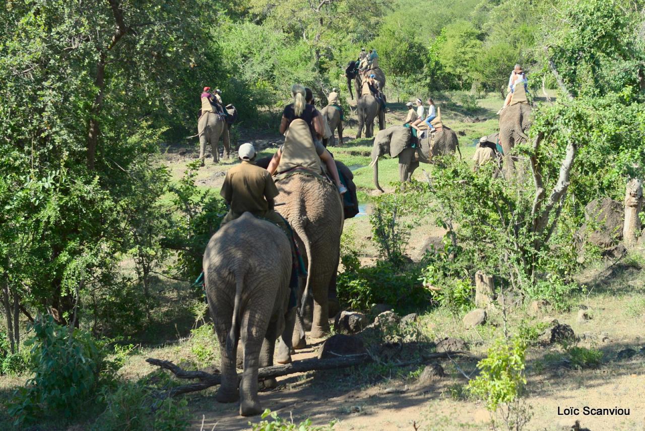 Elephant back safari (17)