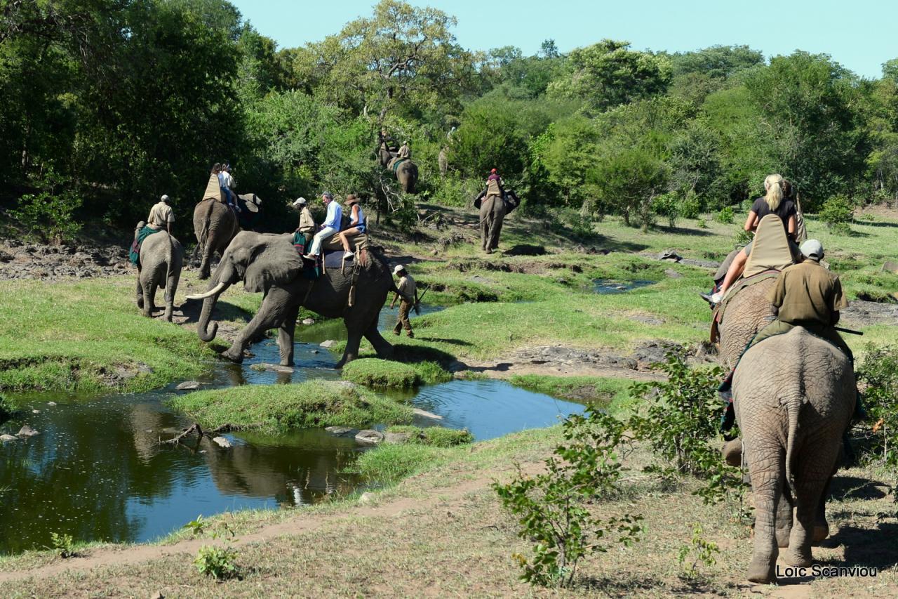 Elephant back safari (18)