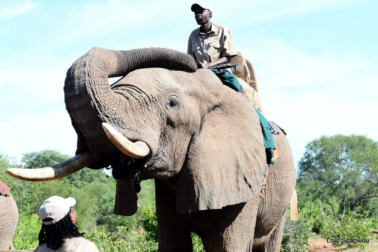 Elephant back safari (19)