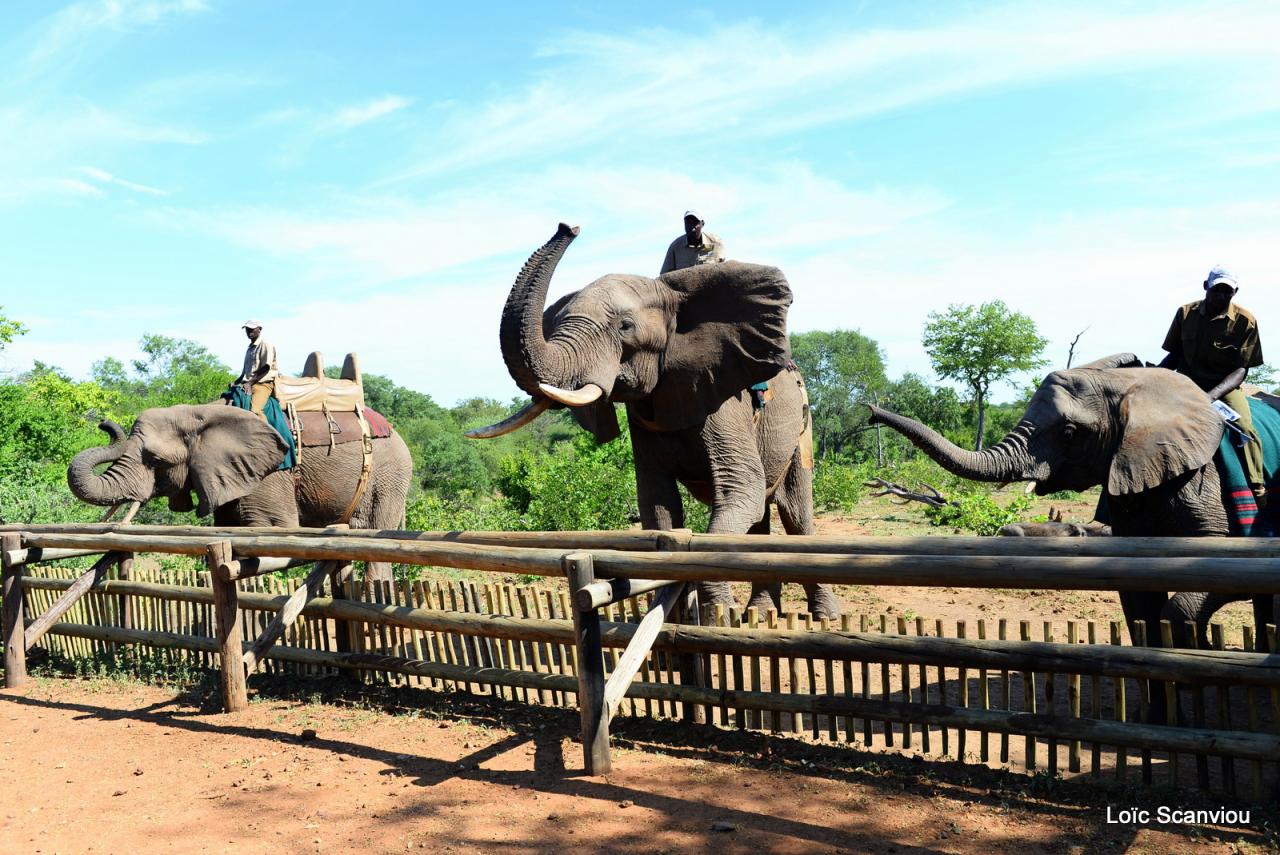 Elephant back safari (21)