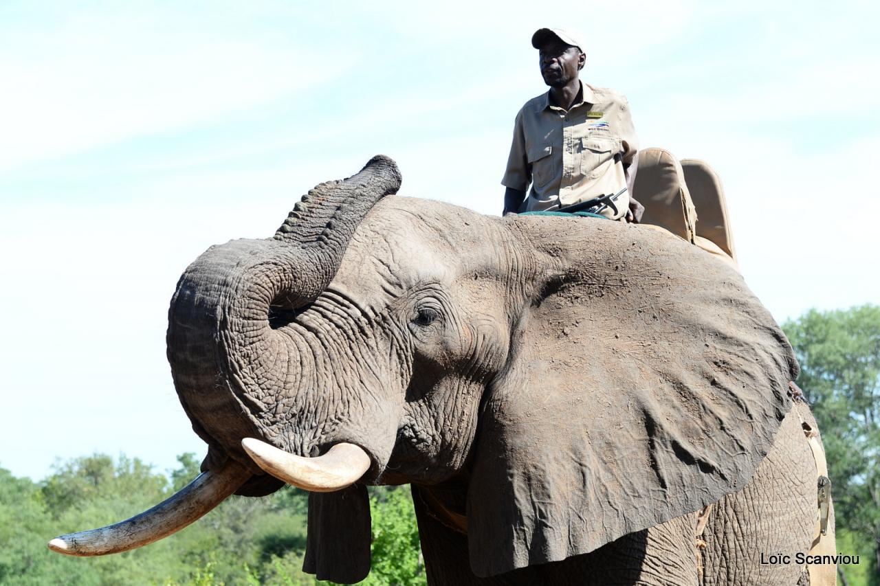 Elephant back safari (22)