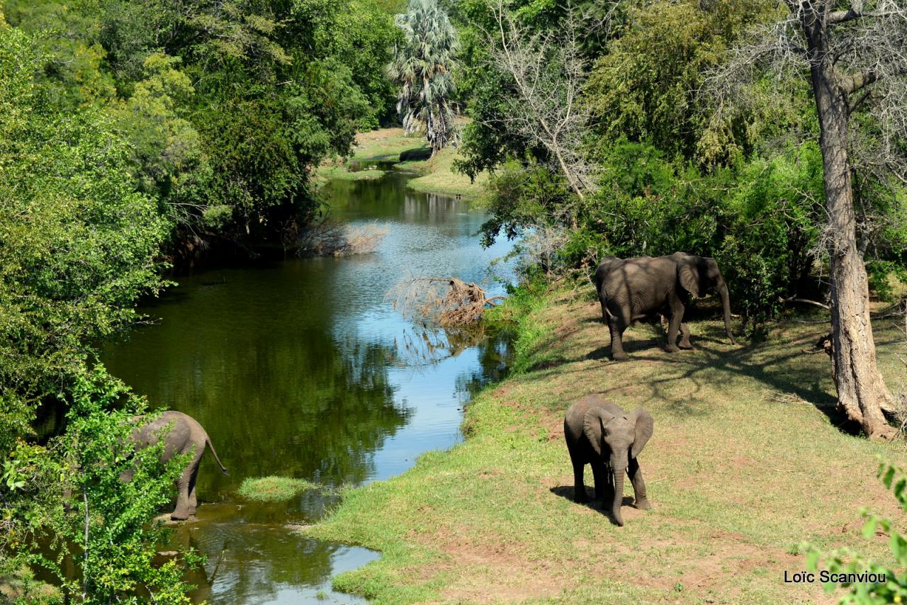 Elephant back safari (23)