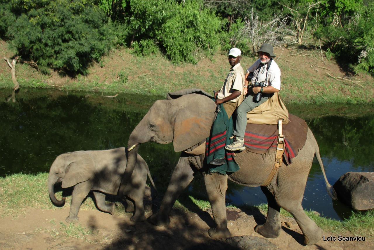 Elephant back safari (24)