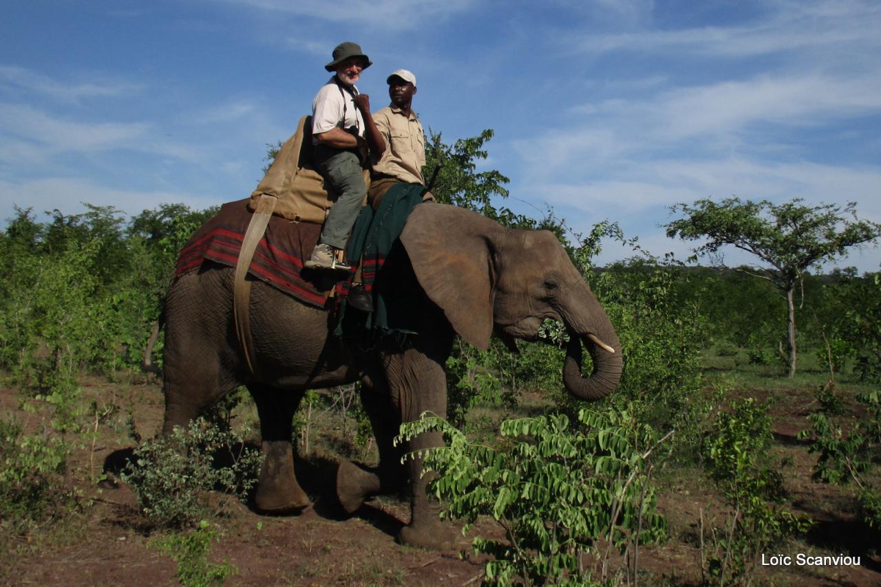 Elephant back safari (25)