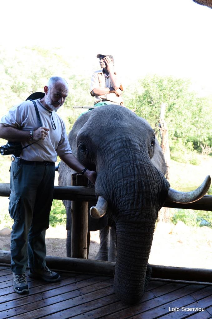 Elephant back safari (7)