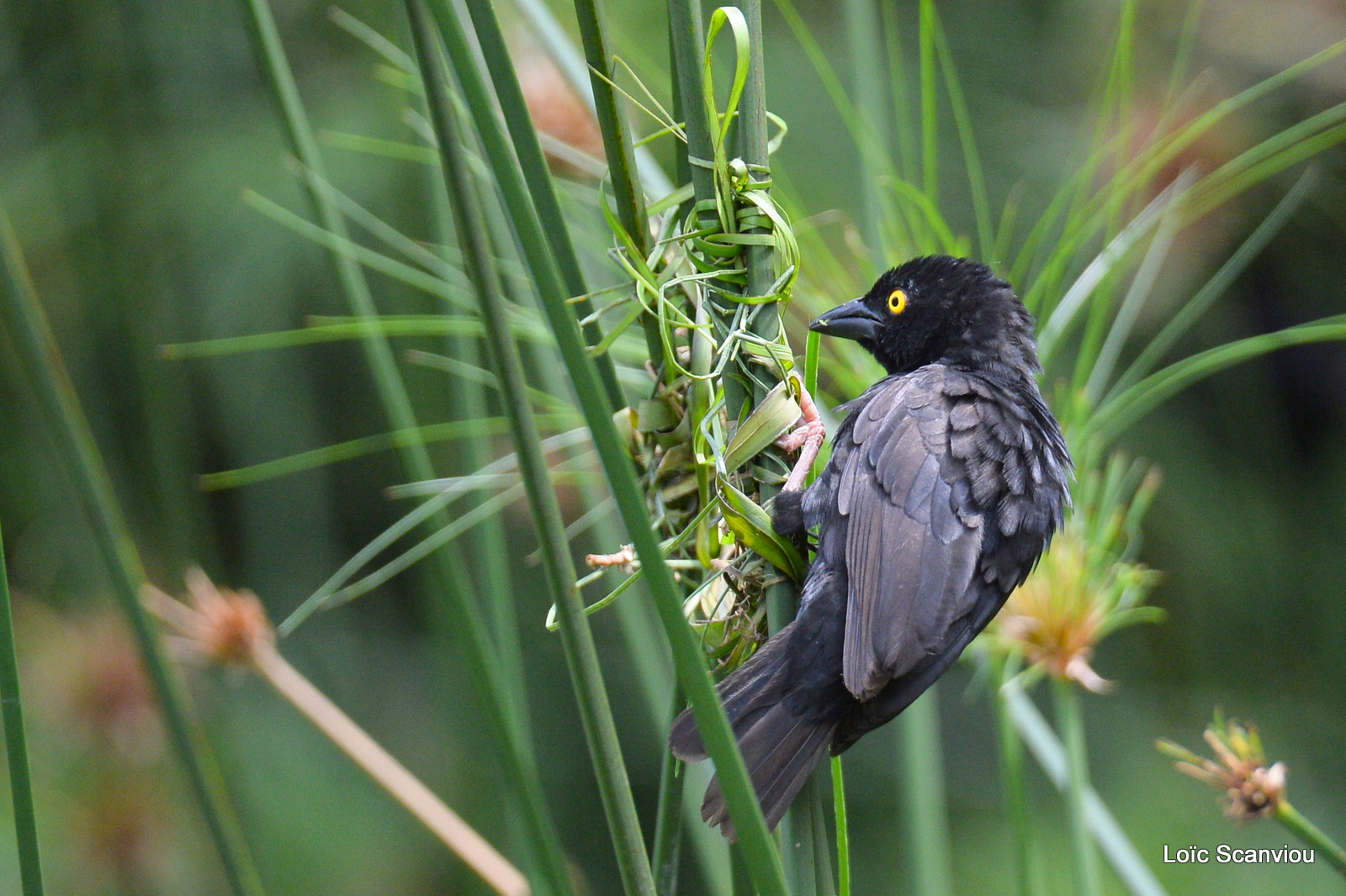 Tisserin noir/Vieillot's Black Weaver (1)