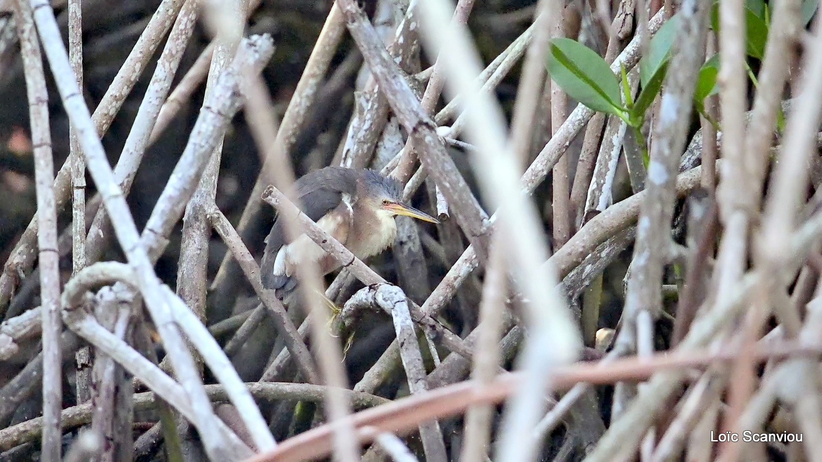 Blongios nain/Little Bittern (7)