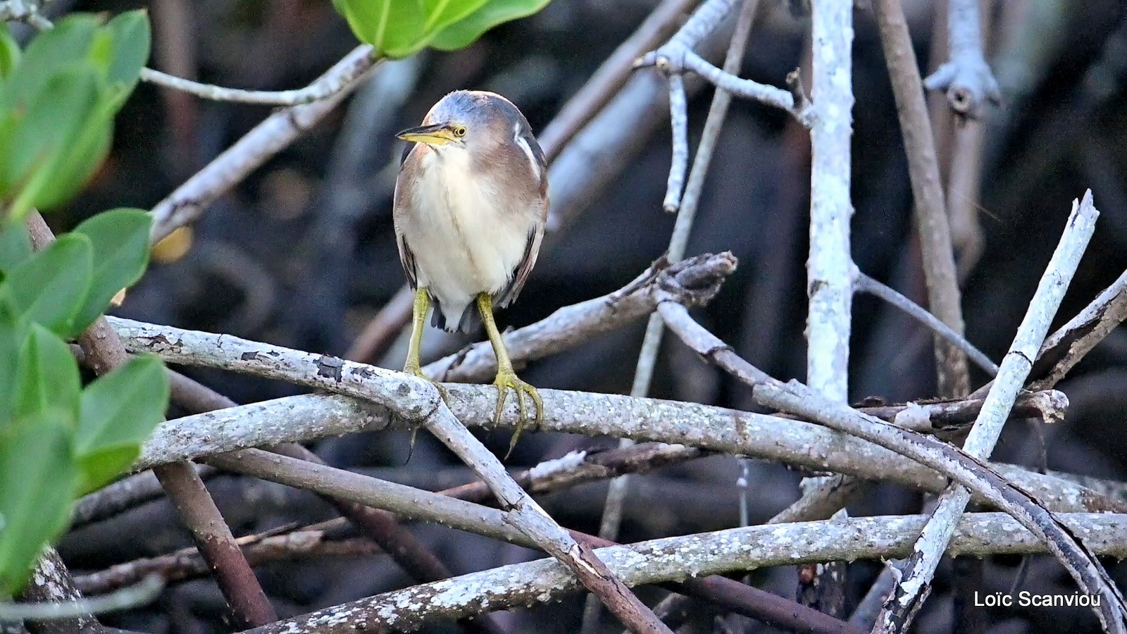 Blongios nain/Little Bittern (8)