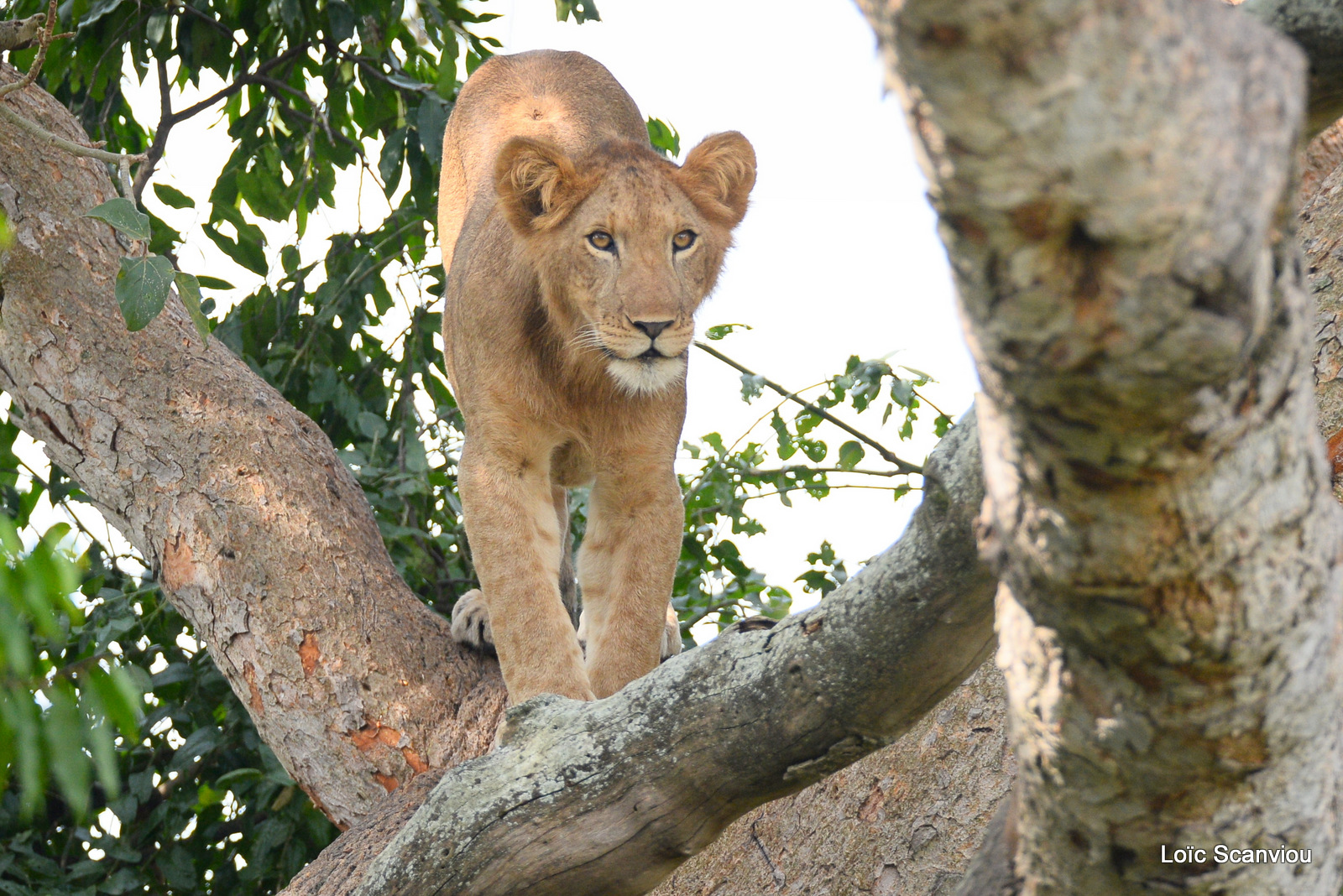 Lion dans un arbre/Lion on a tree (10)