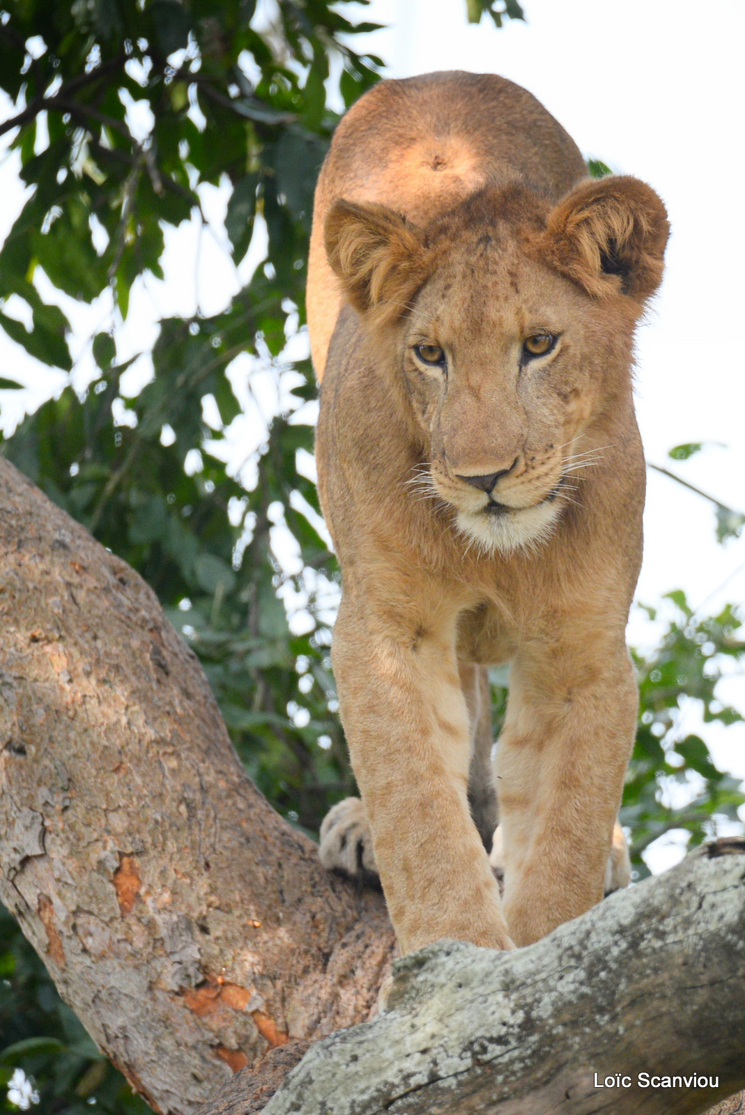 Lion dans un arbre/Lion on a tree (11)