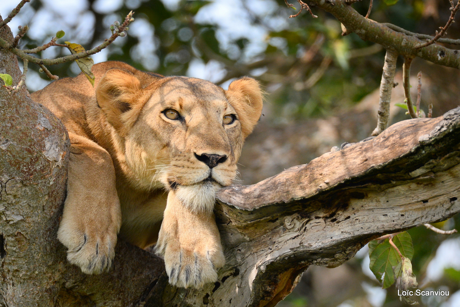 Lion dans un arbre/Lion on a tree (12)