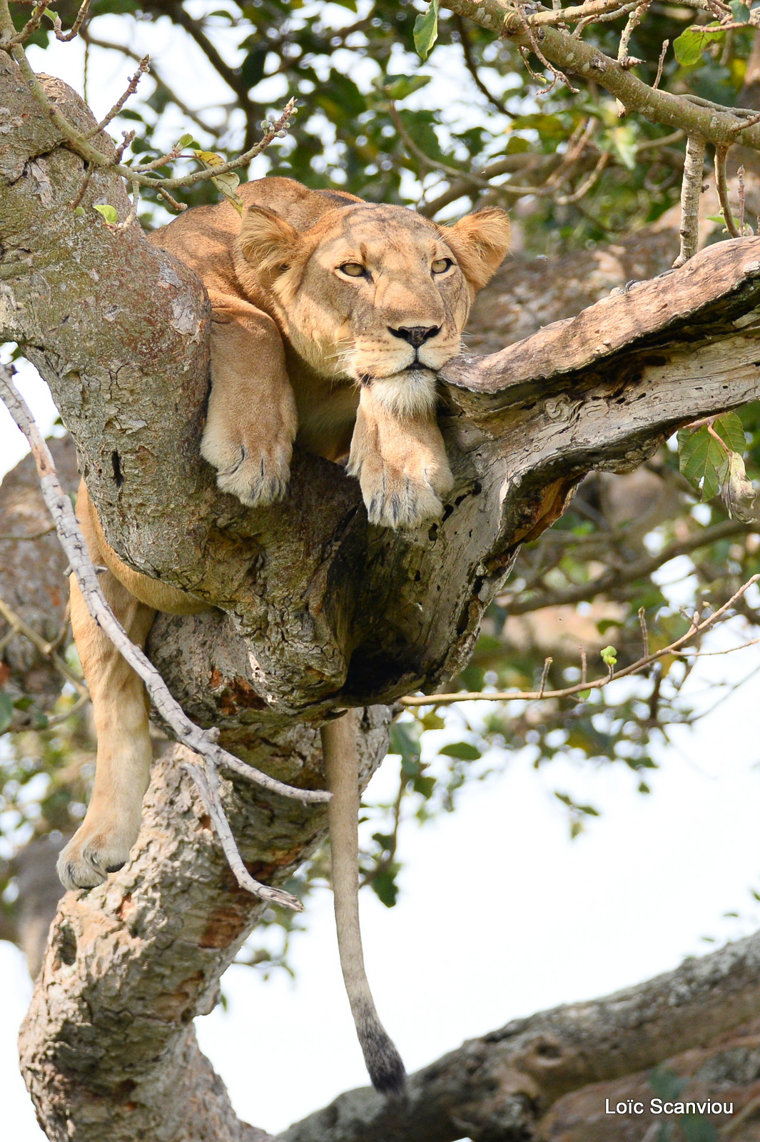 Lion dans un arbre/Lion on a tree (13)