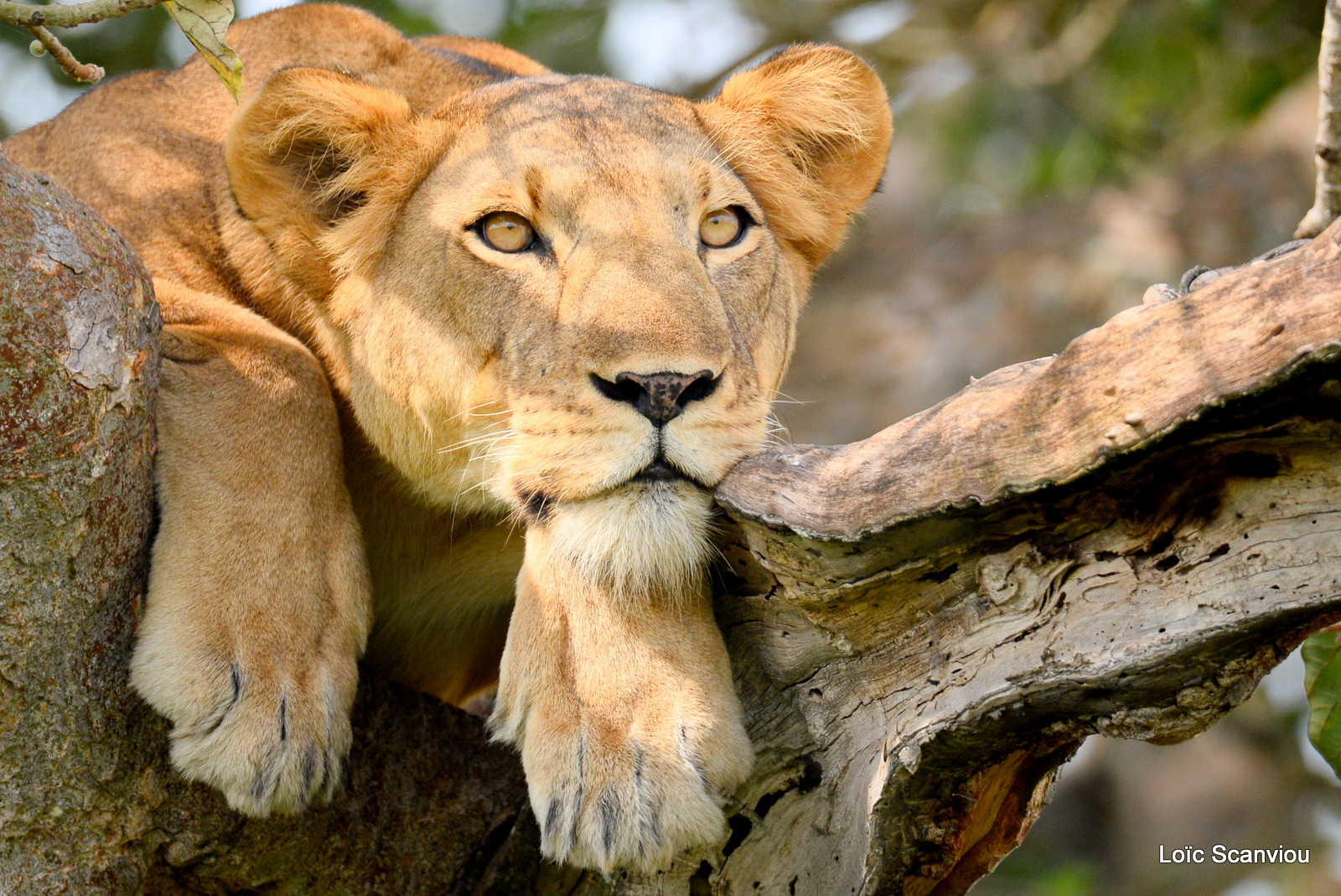 Lion dans un arbre/Lion on a tree (14)