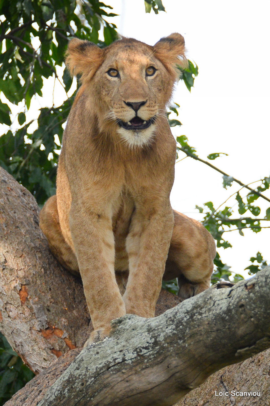 Lion dans un arbre/Lion on a tree (15)