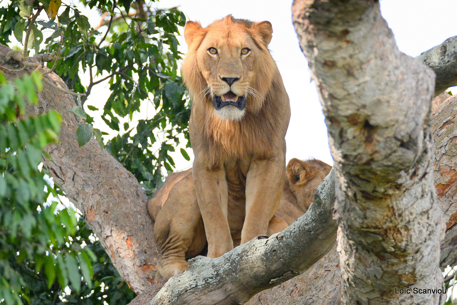 Lion dans un arbre/Lion on a tree (16)