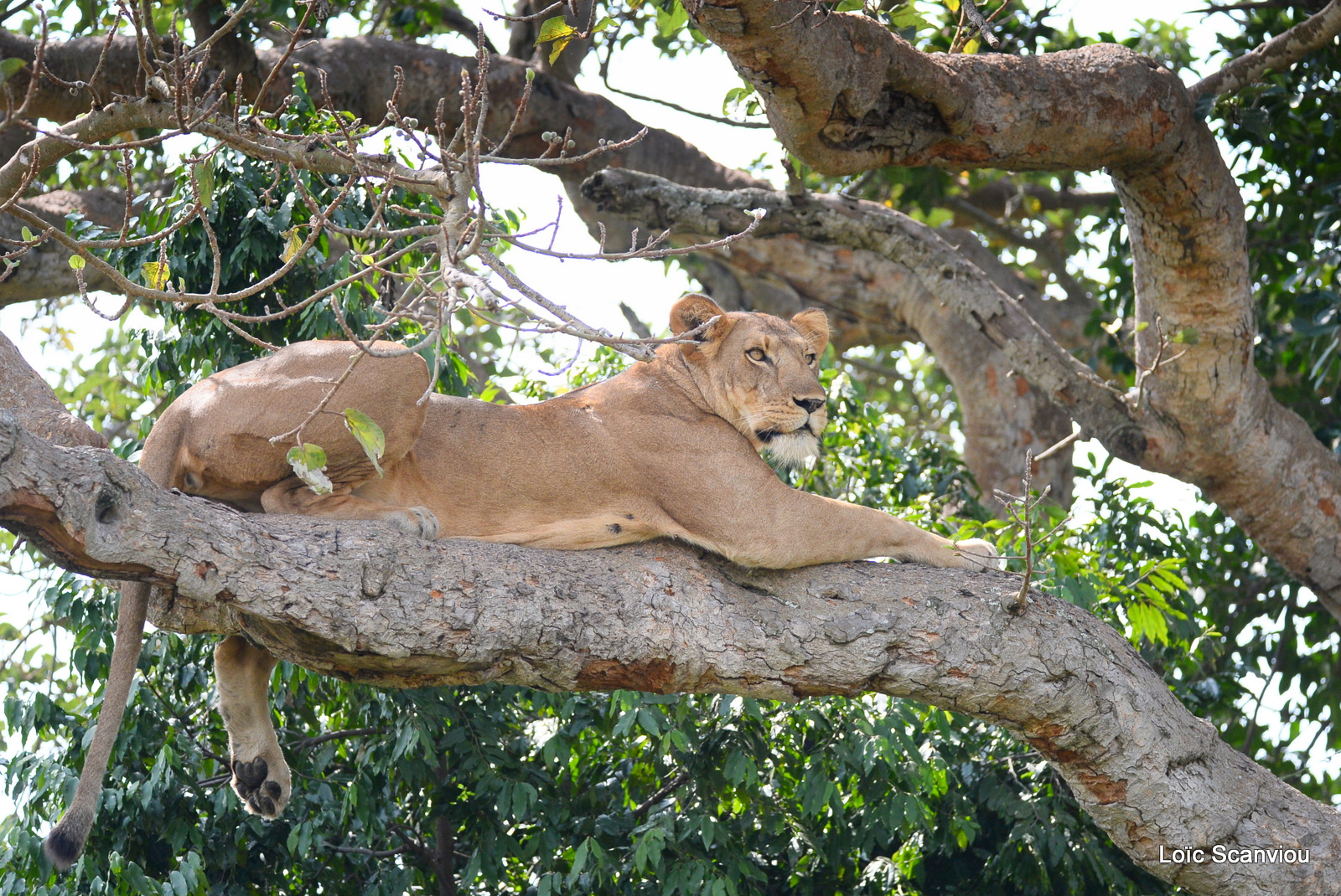 Lion dans un arbre/Lion on a tree (17)