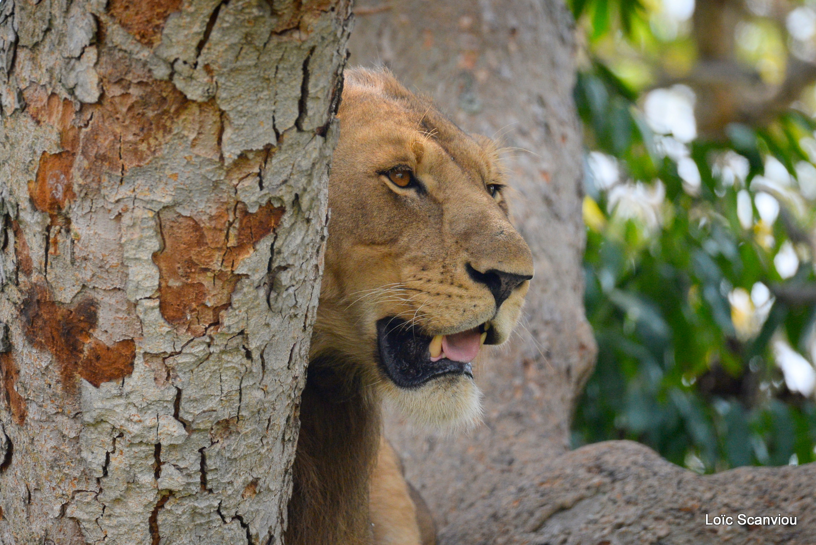 Lion dans un arbre/Lion on a tree (18)