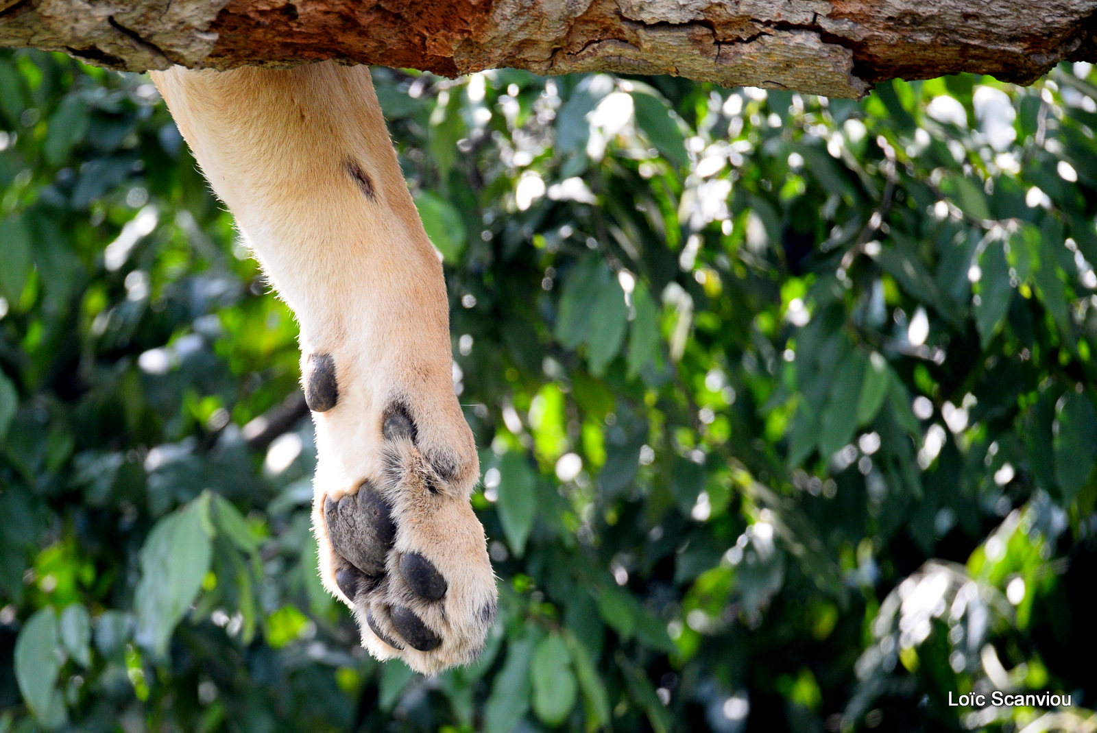 Lion dans un arbre/Lion on a tree (19)