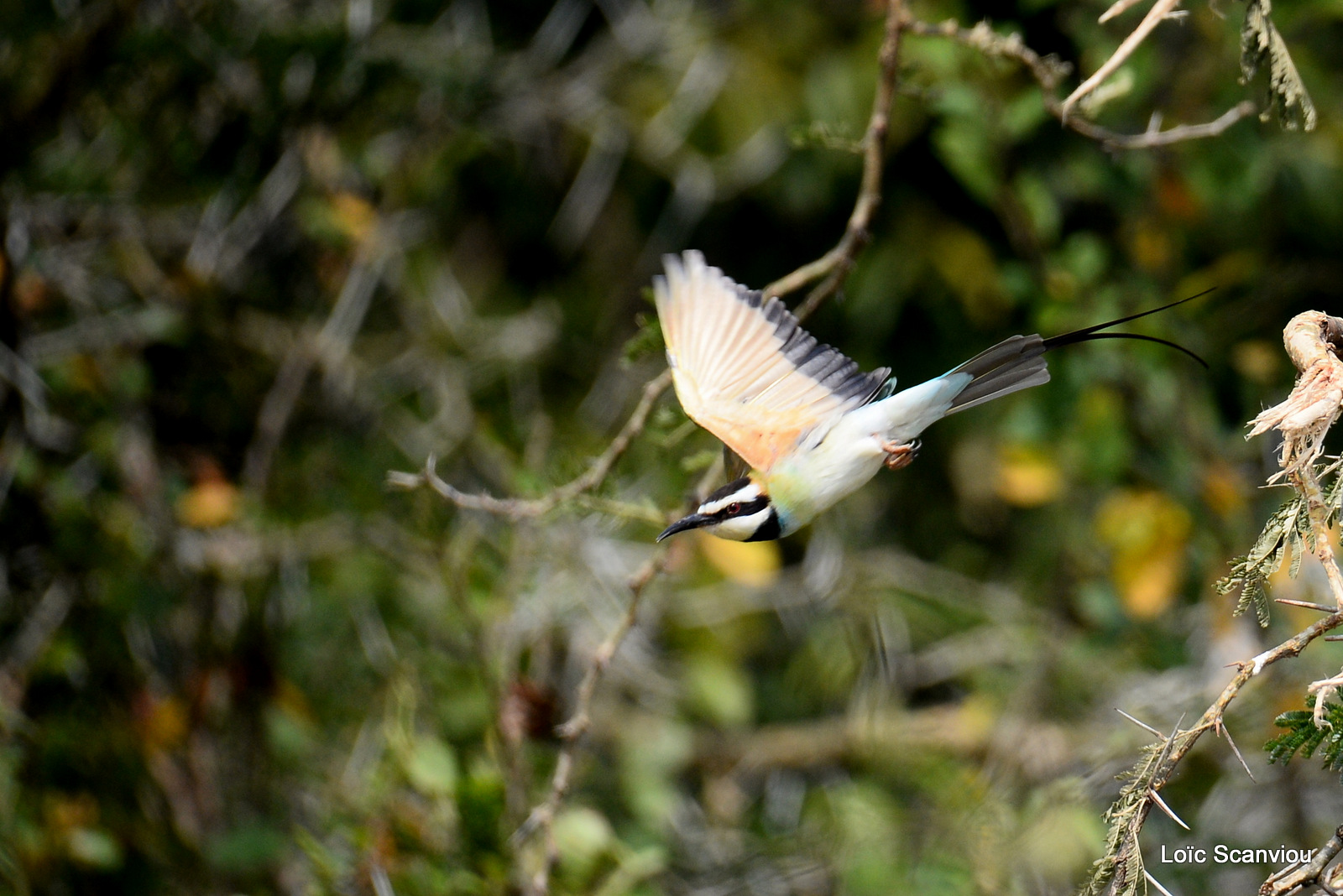 Guêpier à gorge blanche/White-throated Bee-eater (1)