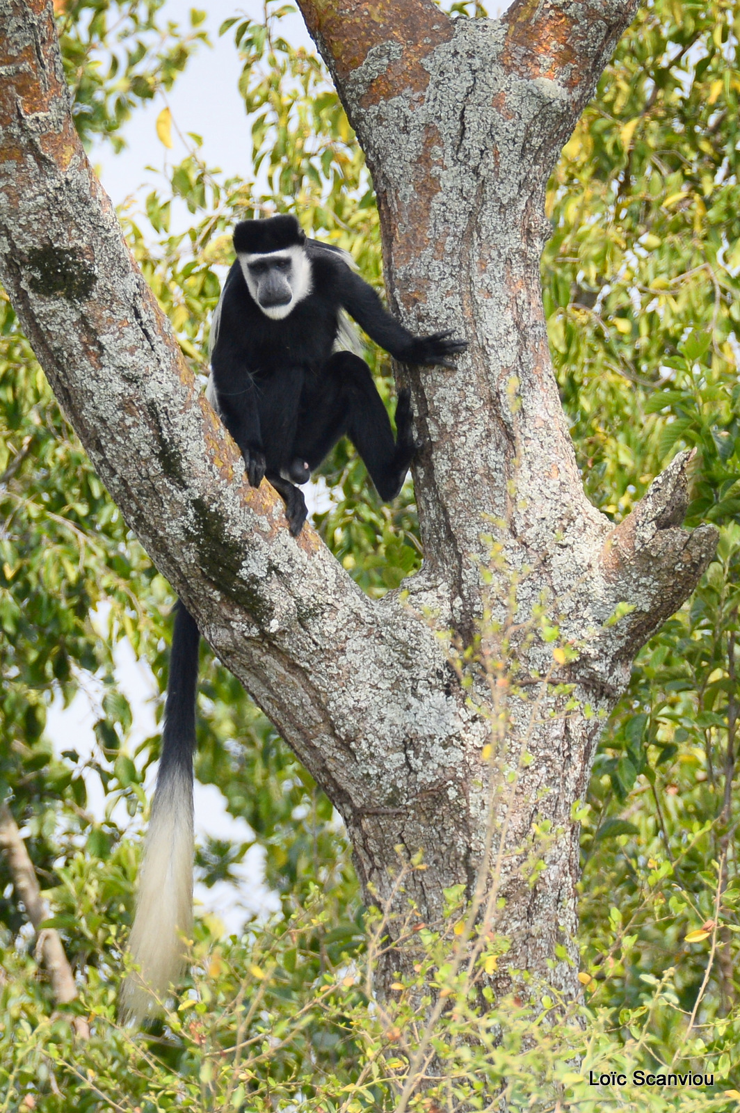 Colobe guéréza/Guereza Black and White Colobus (1)