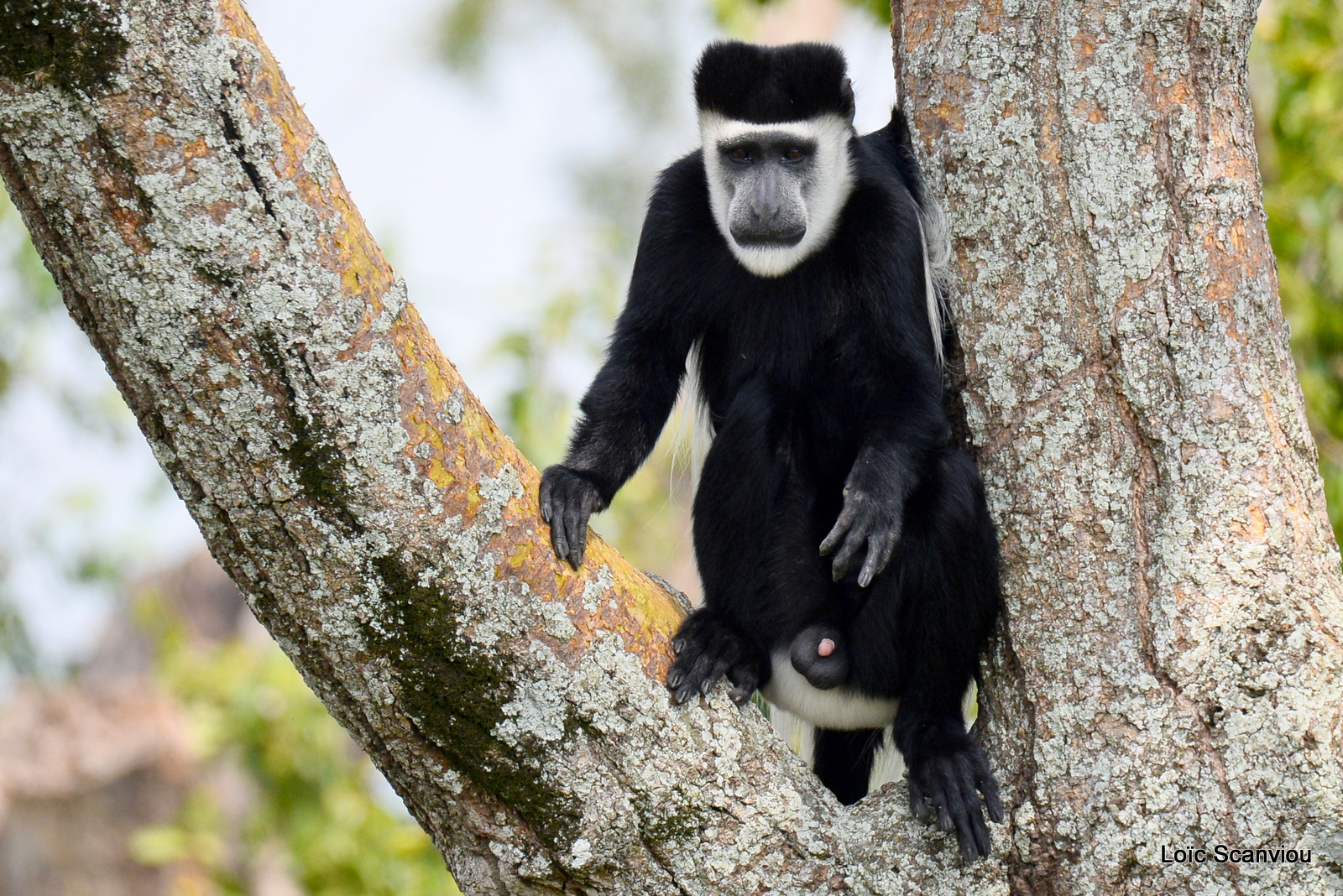 Colobe guéréza/Guereza Black and White Colobus (2)