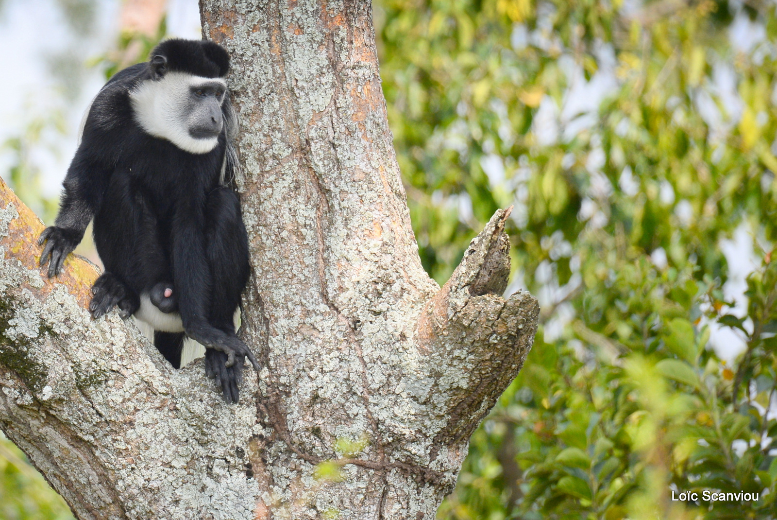 Colobe guéréza/Guereza Black and White Colobus (3)